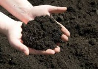 Ảnh hưởng của phân rác hữu cơ (compost) tới hàm lượng chất hữu cơ trong đất