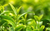 Cơ chế chống oxi hóa của polyphenol trong trà xanh